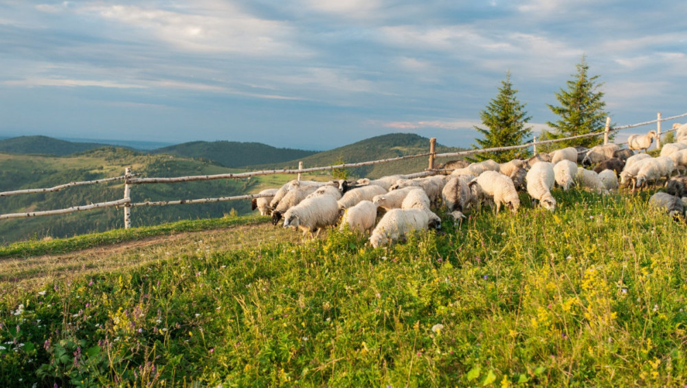 Цікаві факти про овець