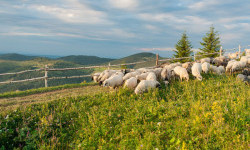 Цікаві факти про овець