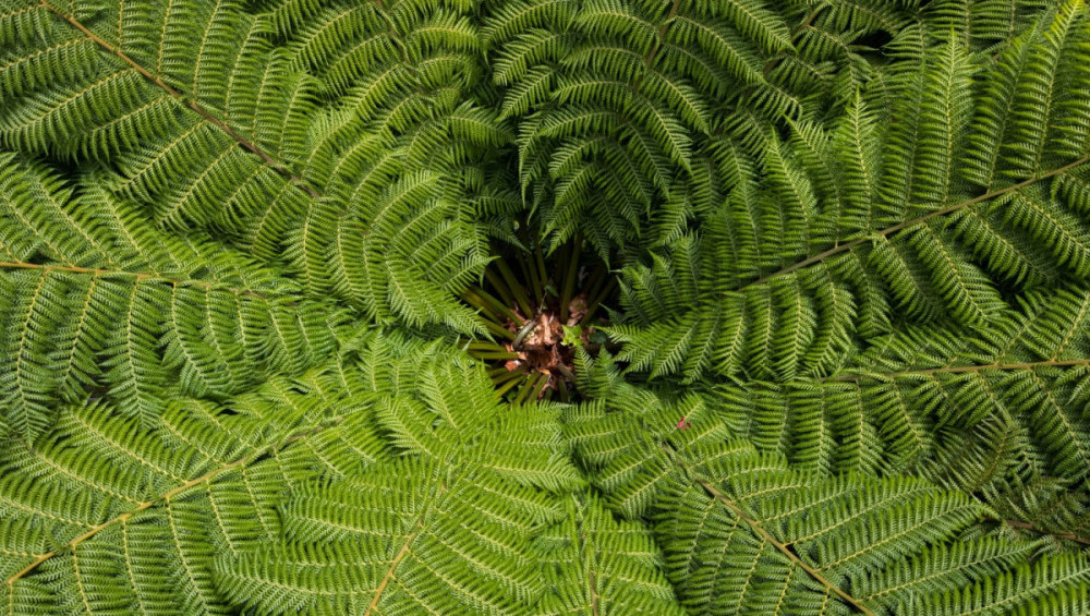 Цікаві факти про папороть