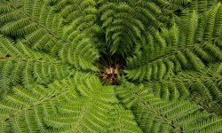 Цікаві факти про папороть