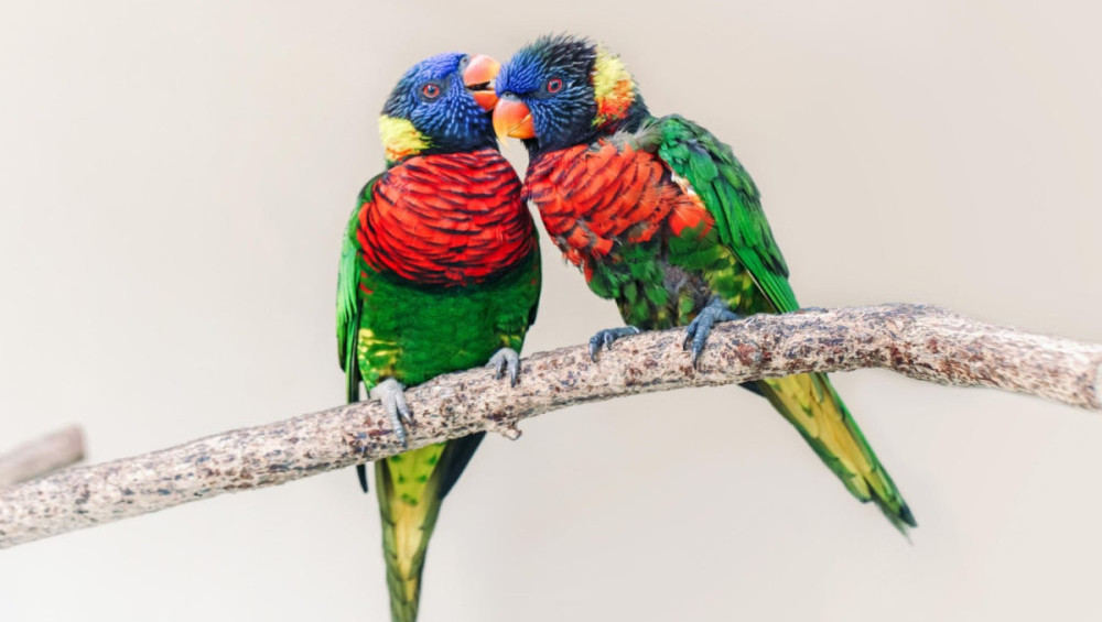 Цікаві факти про папуг