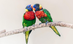 Цікаві факти про папуг