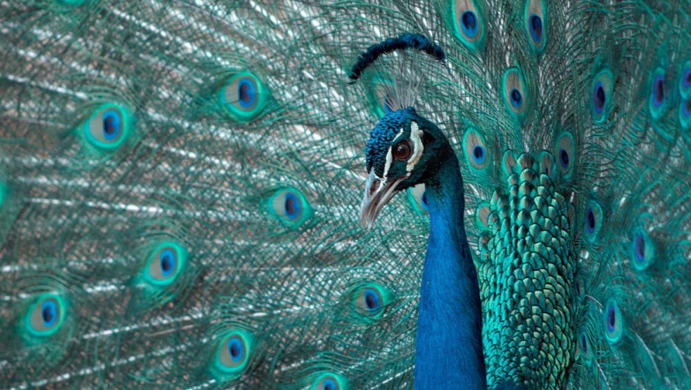 Цікаві факти про павичів