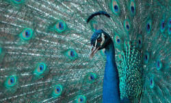 Цікаві факти про павичів