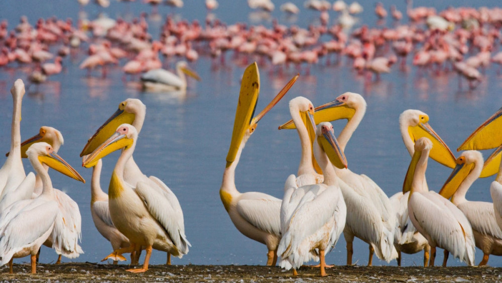 Цікаві факти про пеліканів