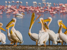 Цікаві факти про пеліканів