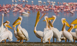 Цікаві факти про пеліканів