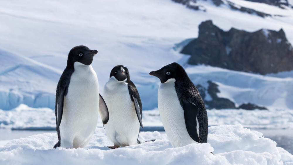 Цікаві факти про пінгвінів