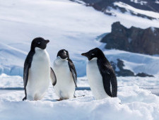 Цікаві факти про пінгвінів