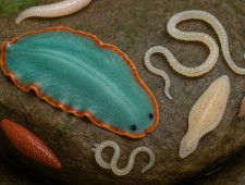 Цікаві факти про плоских червів