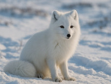 Цікаві факти про полярних лисиць