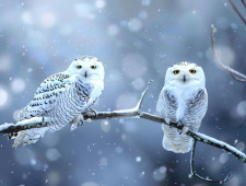 Цікаві факти про полярних сов