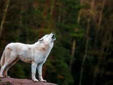 Цікаві факти про полярного вовка