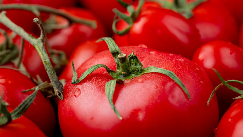 Цікаві факти про помідори