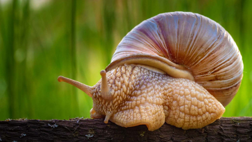 Цікаві факти про равликів