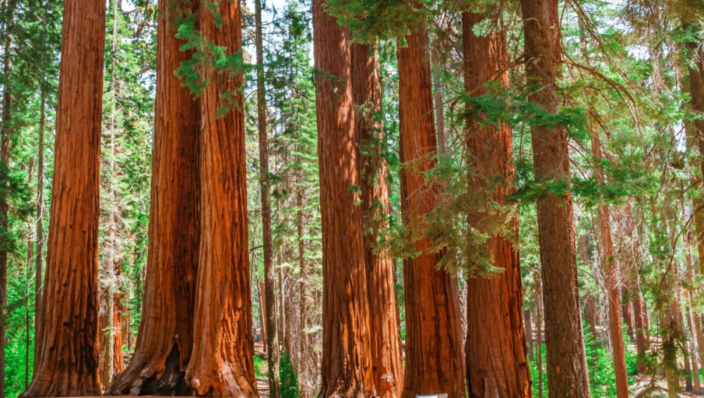 Цікаві факти про секвої