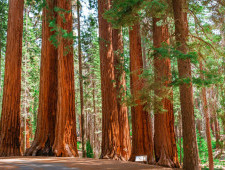 Цікаві факти про секвої