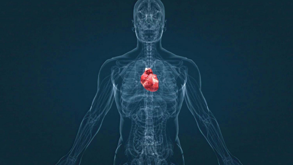 Цікаві факти про серце