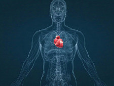 Цікаві факти про серце