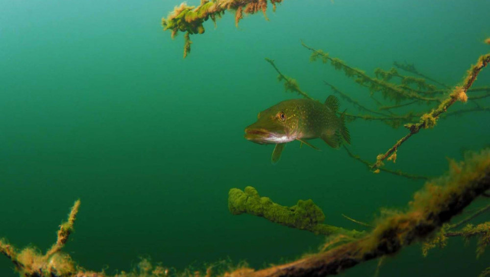 Цікаві факти про щук