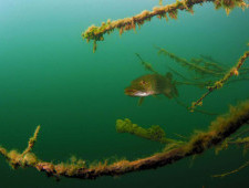 Цікаві факти про щук