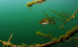 Цікаві факти про щук