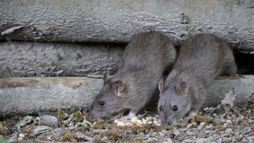 Цікаві факти про щурів