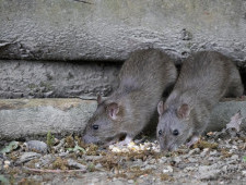 Цікаві факти про щурів