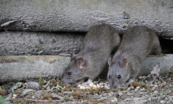 Цікаві факти про щурів