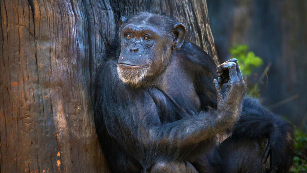 Цікаві факти про шимпанзе