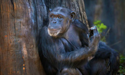 Цікаві факти про шимпанзе