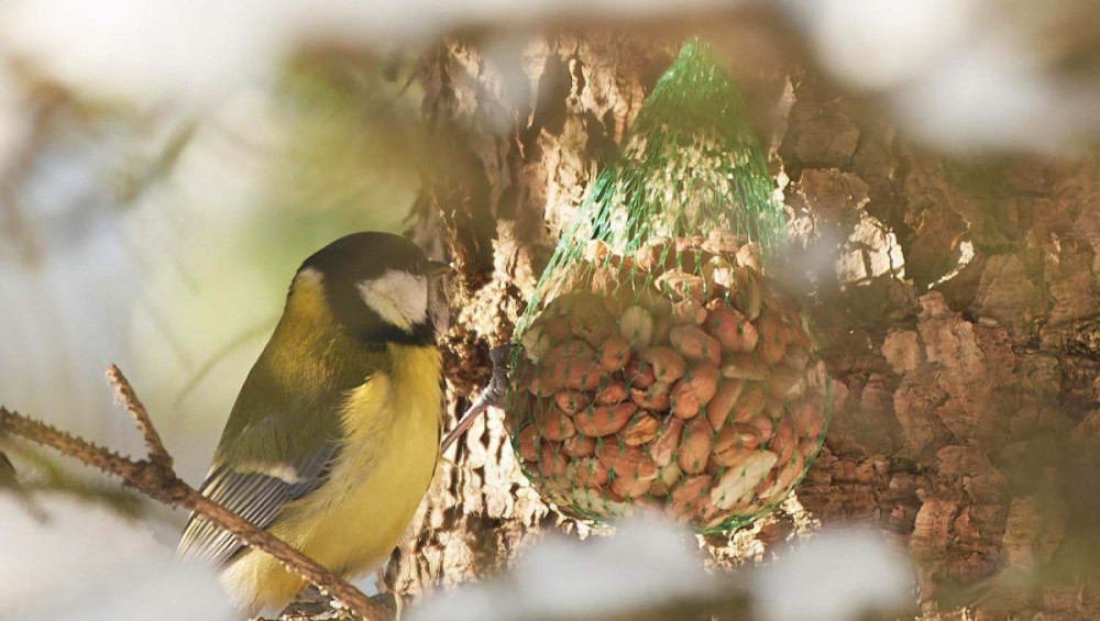 Цікаві факти про синицю