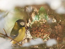 Цікаві факти про синицю