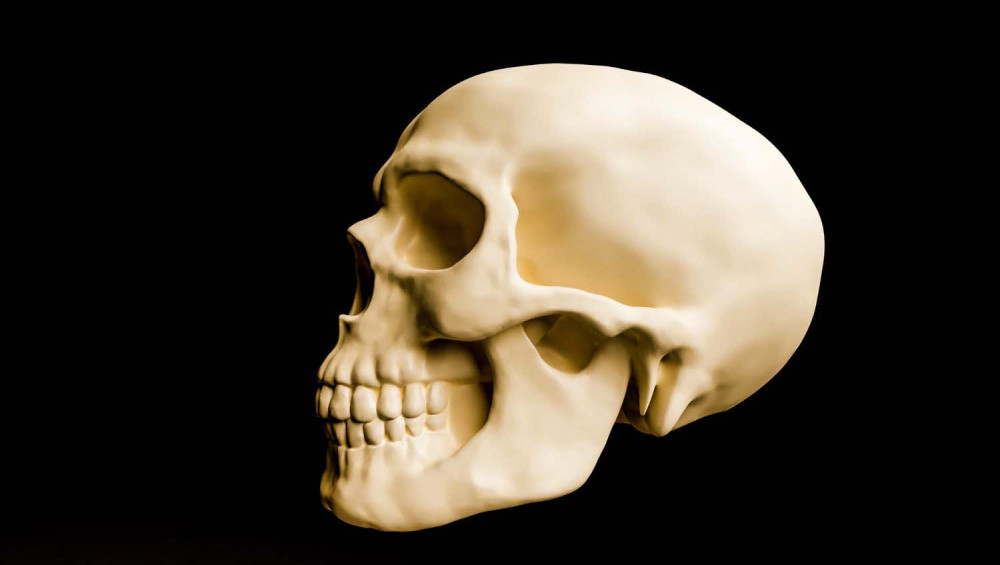 Цікаві факти про скелет та кістки