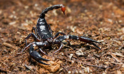 Цікаві факти про скорпіонів