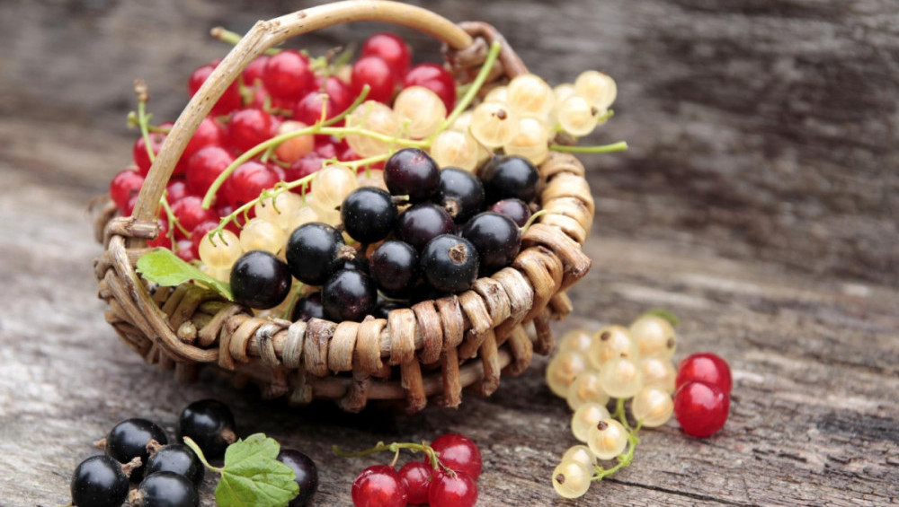 Цікаві факти про смородину