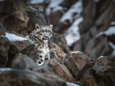 Цікаві факти про снігових барсів