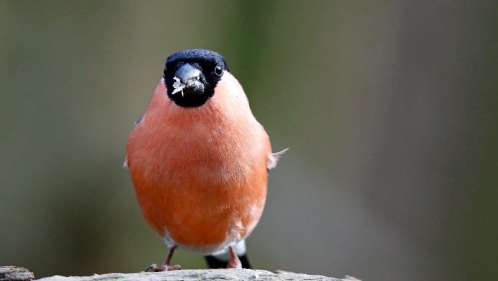 Цікаві факти про снігурів