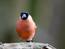 Цікаві факти про снігурів