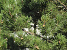 Цікаві факти про сосну