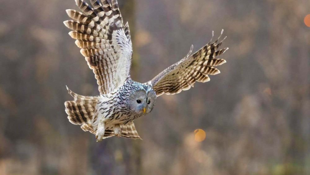 Цікаві факти про сов