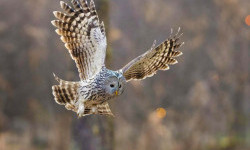 Цікаві факти про сов