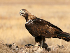 Цікаві факти про степового орла