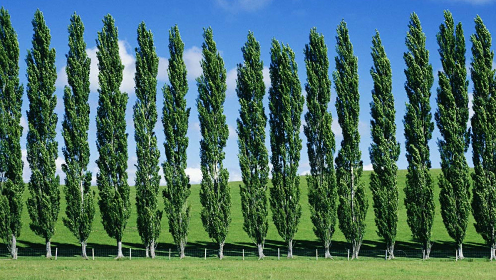 Цікаві факти про тополю