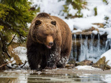 Цікаві факти про ведмедів