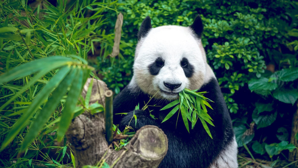 Цікаві факти про велику панду