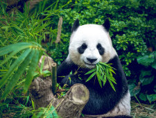 Цікаві факти про велику панду
