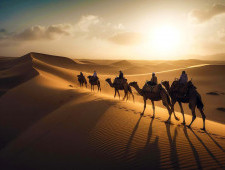 Цікаві факти про верблюдів