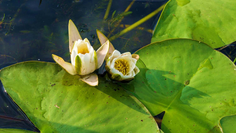 Цікаві факти про водяні лілії