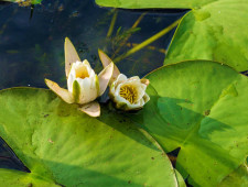 Цікаві факти про водяні лілії